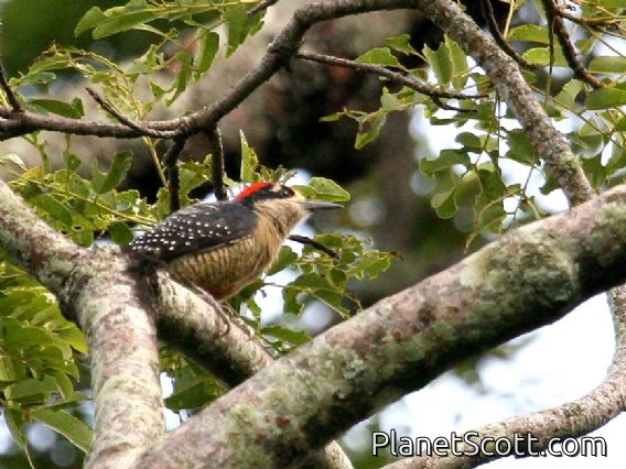 Black-cheeked Woodpecker (Melanerpes pucherani)