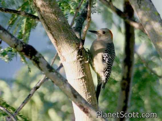 Golden-fronted Woodpecker (Melanerpes aurifrons) polygrammus ssp.