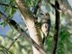 Golden-fronted Woodpecker (Melanerpes aurifrons) polygrammus ssp.