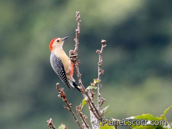Golden-fronted Woodpecker (Melanerpes aurifrons) dubius ssp.