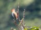 Golden-fronted Woodpecker (Melanerpes aurifrons) dubius ssp.