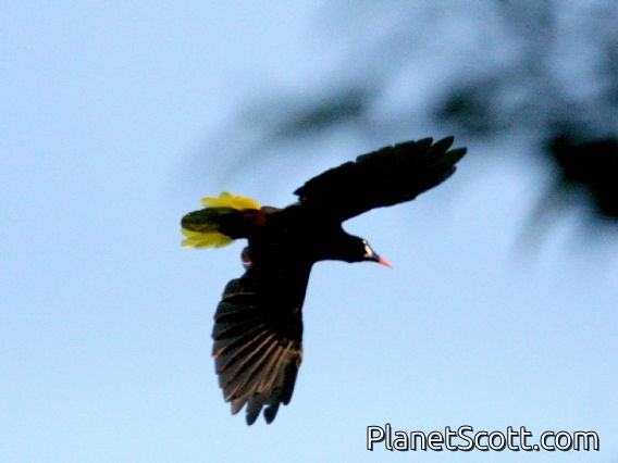 Montezuma Oropendola (Gymnostinops montezuma) In Flight
