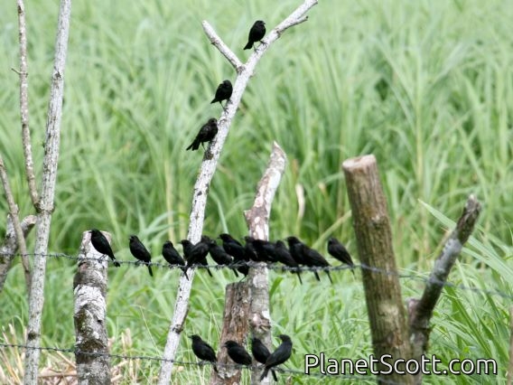 Bronzed Cowbird (Molothrus aeneus)