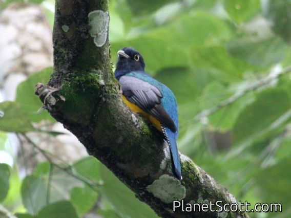 Violaceous Trogon (Trogon violaceus)