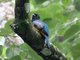 Violaceous Trogon (Trogon violaceus)