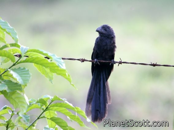 Groove-billed Ani (Crotophaga sulcirostris)