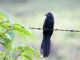 Groove-billed Ani (Crotophaga sulcirostris) 