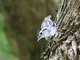 Black-and-white Warbler (Mniotilta varia)