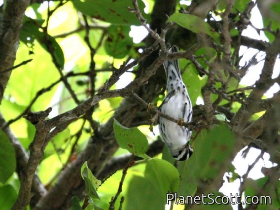 Black-and-white Warbler (Mniotilta varia)