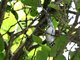 Black-and-white Warbler (Mniotilta varia)