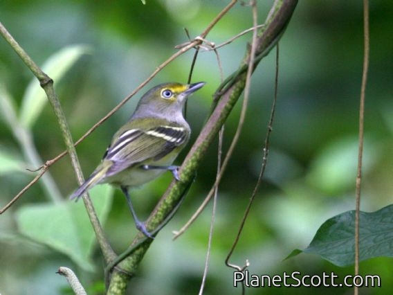 White-eyed Vireo (Vireo griseus)