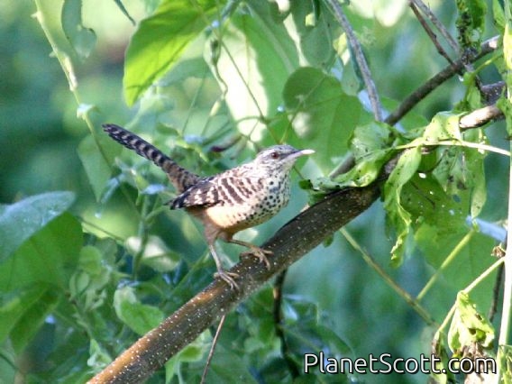Band-backed Wren (Campylorhynchus zonatus)