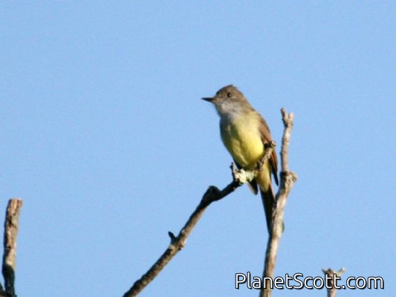 Dusky-capped Flycatcher (Myiarchus tuberculifer)