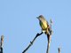 Dusky-capped Flycatcher (Myiarchus tuberculifer)
