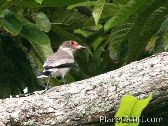 Masked Tityra (Tityra semifasciata) Juvenile