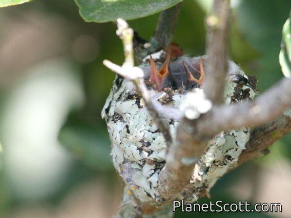 Green-breasted Mango (Anthracothorax prevostii) Nest