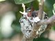Green-breasted Mango (Anthracothorax prevostii) Nest