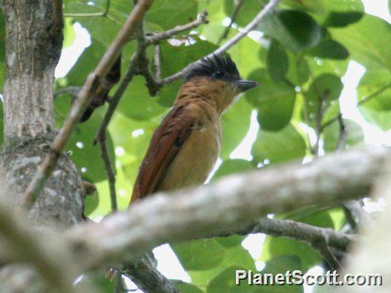 Rose-throated Becard (Pachyramphus aglaiae)