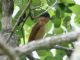 Rose-throated Becard (Pachyramphus aglaiae) 