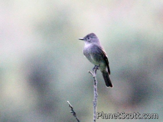 Tropical Pewee (Contopus cinereus)