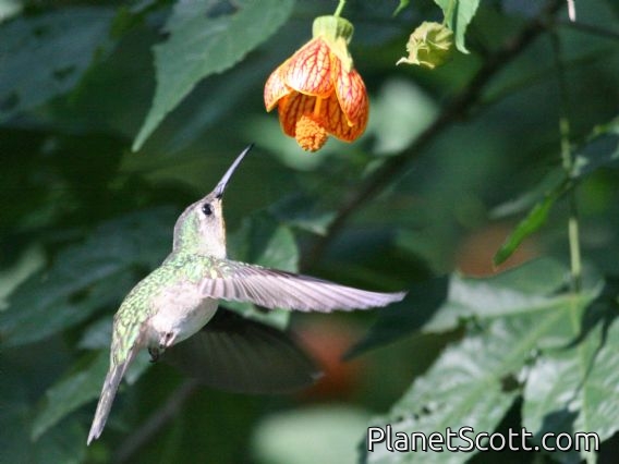 Wedge-tailed Sabrewing (Campylopterus curvipennis) Female