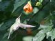 Wedge-tailed Sabrewing (Campylopterus curvipennis) Female