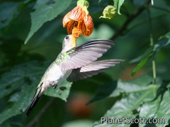 Wedge-tailed Sabrewing (Campylopterus curvipennis) Female