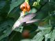 Wedge-tailed Sabrewing (Campylopterus curvipennis) Female