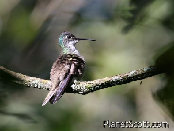 Azure-crowned Hummingbird (Amazilia cyanocephala)
