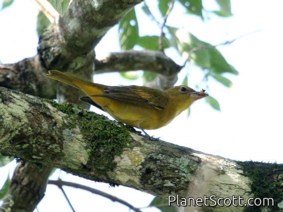Summer Tanager (Piranga rubra) Female