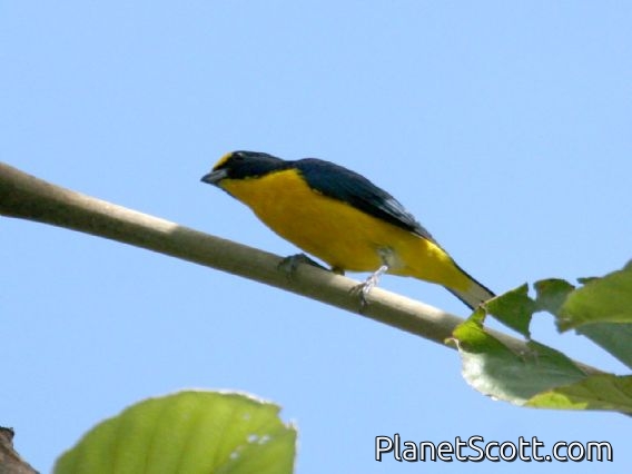 Yellow-throated Euphonia (Euphonia hirundinacea)