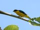 Yellow-throated Euphonia (Euphonia hirundinacea)