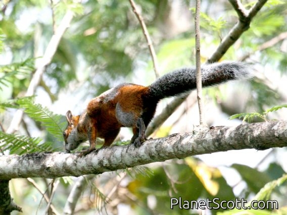 Red-bellied Squirrel (Sciurus aureogaster)