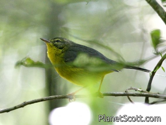 Golden-crowned Warbler (Basileuterus culicivorus)
