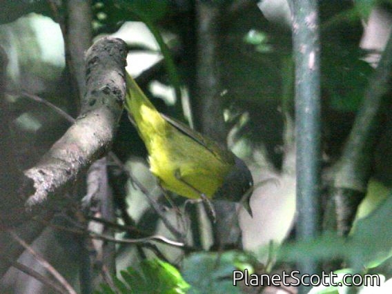 MacGillivray's Warbler (Oporornis tolmiei)