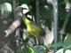 MacGillivray's Warbler (Oporornis tolmiei)