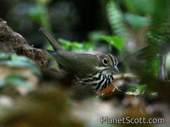 Ovenbird (Seiurus aurocapillus)