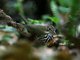 Ovenbird (Seiurus aurocapillus)