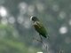 White-crowned Parrot (Pionus senilis)