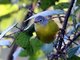 Nashville Warbler (Vermivora ruficapilla)