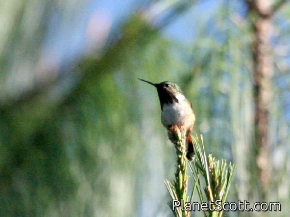 Bumblebee Hummingbird (Atthis heloisa)