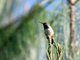 Bumblebee Hummingbird (Atthis heloisa)