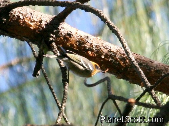 Olive Warbler (Peucedramus taeniatus) Male