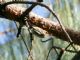 Olive Warbler (Peucedramus taeniatus) Male