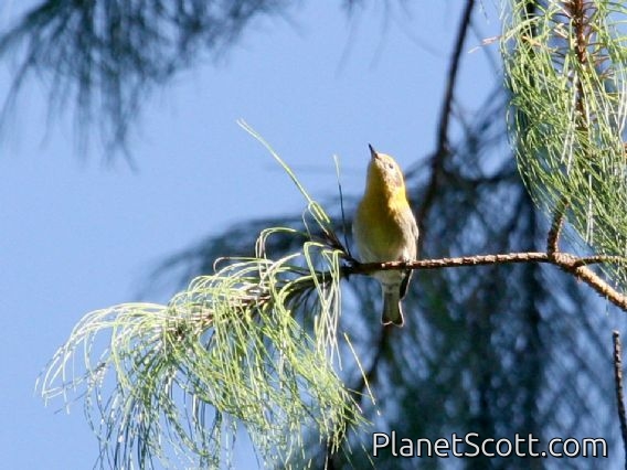 Olive Warbler (Peucedramus taeniatus) Female