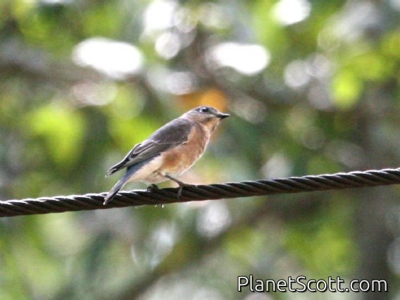 Eastern Bluebird (Sialia sialis) Female
