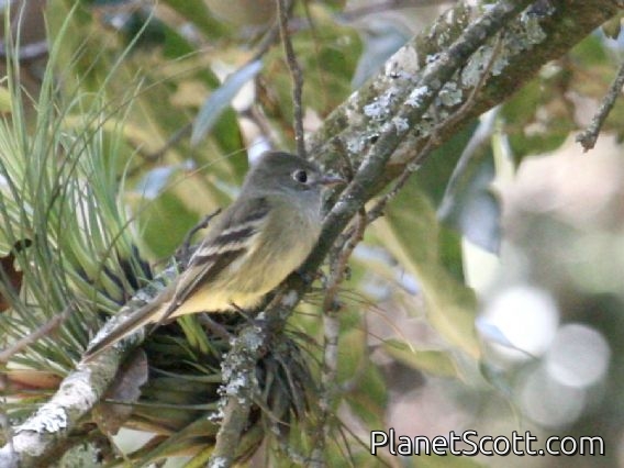 Hammond's Flycatcher (Empidonax hammondii)
