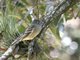 Hammond's Flycatcher (Empidonax hammondii)