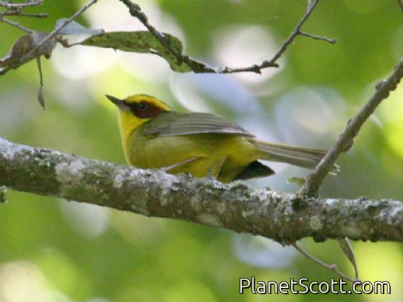 Golden-browed Warbler (Basileuterus belli)