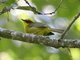 Golden-browed Warbler (Basileuterus belli)